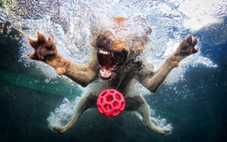 Illustration for article titled Kaiju Dogs